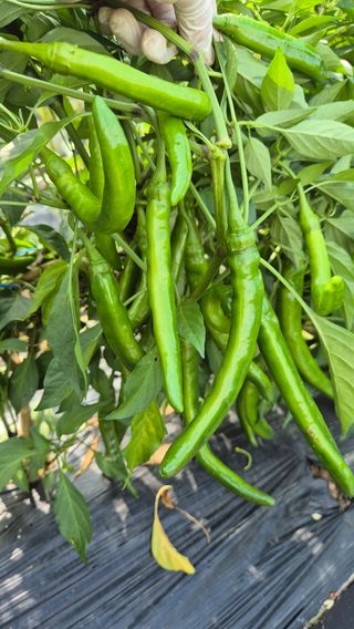 주화숙님의 기타작물 · 영농일지 작성글 사진