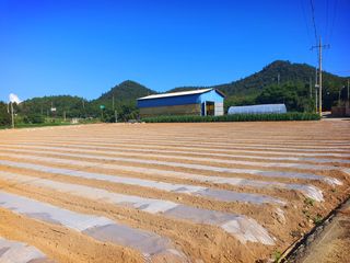 오이8898황산면님의 배추 · 영농일지 작성글 사진