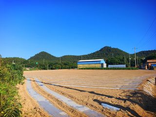 오이8898황산면님의 배추 · 영농일지 작성글 사진
