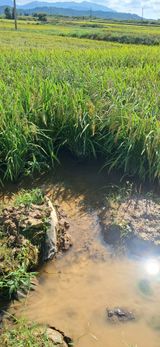 팜모닝 벼·영농일지 게시글 이미지