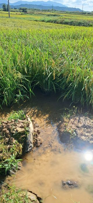이복길님의 벼 · 영농일지 작성글 사진