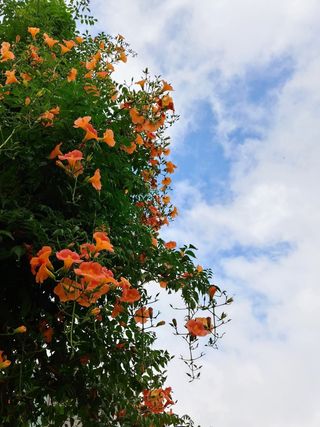 키다리님의 사과 · 영농일지 작성글 사진