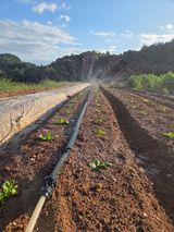 팜모닝 배추·영농일지 게시글 이미지