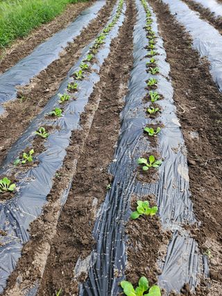 김해열님의 기타작물 · 영농일지 작성글 사진