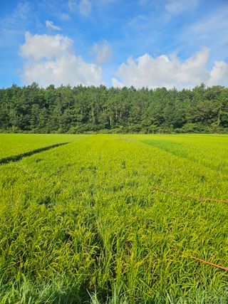 차춘석 님의 벼 · 영농일지 작성글 사진