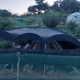 팜모닝 배추·영농일지 게시글 이미지