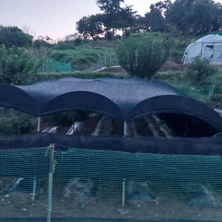 맹경섭님의 배추 · 영농일지 작성글 사진