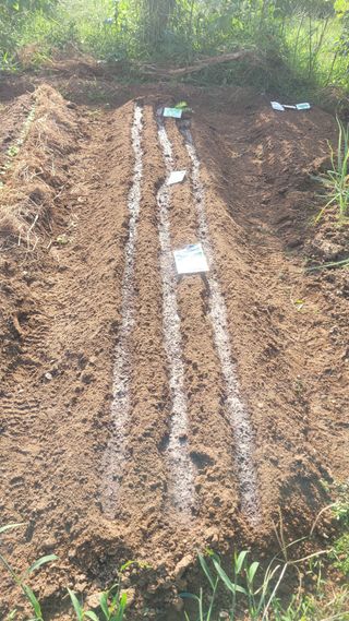 김영규님의 기타작물 · 영농일지 작성글 사진