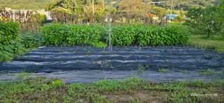 산골아찌님의 배추 · 영농일지 작성글 사진