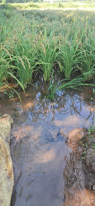 이복길님의 벼 · 영농일지 작성글 사진