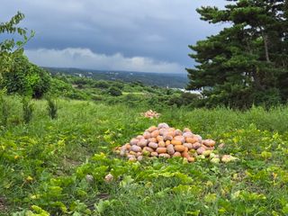 Captain김상곤님의 호박 · 영농일지 작성글 사진