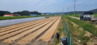 구춘봉님의 마늘 · 영농일지 작성글 사진