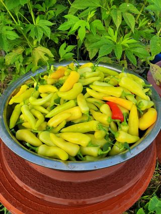 주화숙님의 기타작물 · 영농일지 작성글 사진