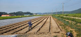 구춘봉님의 마늘 · 영농일지 작성글 사진