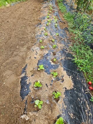 김해열님의 기타작물 · 영농일지 작성글 사진