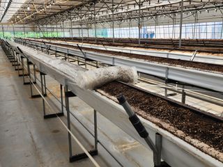 일산딸기사랑님의 딸기 · 영농일지 작성글 사진