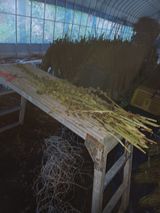 팜모닝 참깨·영농일지 게시글 이미지