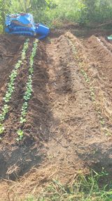 팜모닝 기타작물·영농일지 게시글 이미지