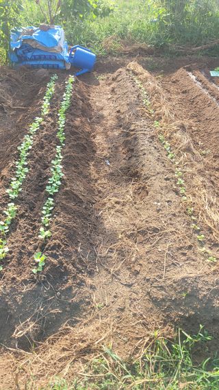 김영규님의 기타작물 · 영농일지 작성글 사진