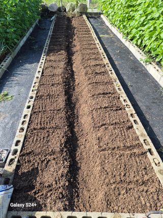 남천나무7076님의 배추 · 영농일지 작성글 사진