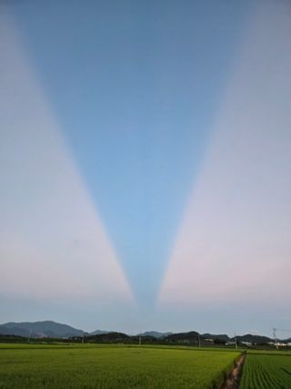 안병찬님의 딸기 · 영농일지 작성글 사진