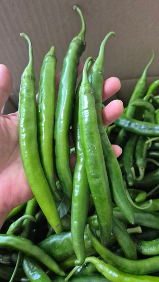 주화숙님의 기타작물 · 영농일지 작성글 사진