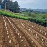 팜모닝 기타작물·영농일지 게시글 이미지