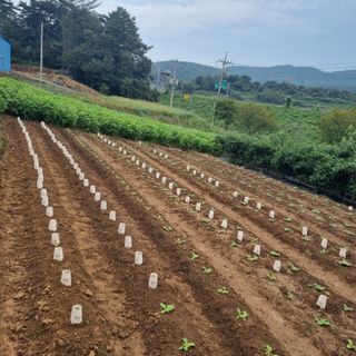 농부(양수)님의 기타작물 · 영농일지 작성글 사진