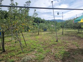 키다리님의 사과 · 영농일지 작성글 사진