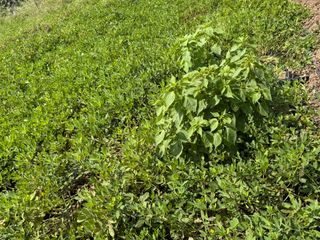 오작교농장님의 기타작물 · 영농일지 작성글 사진