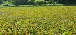 이복길님의 벼 · 영농일지 작성글 사진