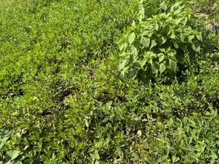 오작교농장님의 기타작물 · 영농일지 작성글 사진