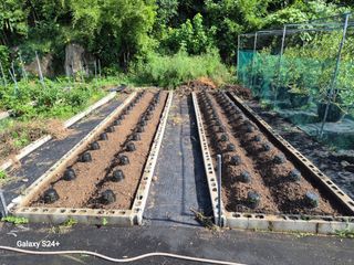 남천나무7076님의 배추 · 영농일지 작성글 사진