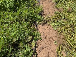 오작교농장님의 기타작물 · 영농일지 작성글 사진