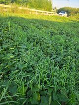 팜모닝 고구마·영농일지 게시글 이미지