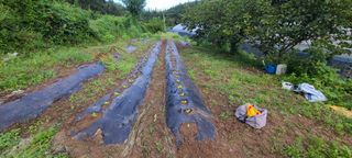 조희경님의 배추 · 영농일지 작성글 사진