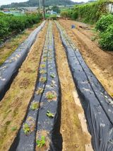 팜모닝 배추·영농일지 게시글 이미지