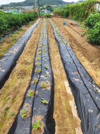  청계유정란 박진균님의 배추 · 영농일지 작성글 사진