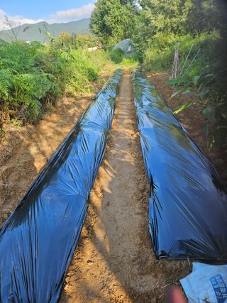 장문업 님의 배추 · 영농일지 작성글 사진