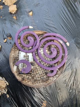 아침농원님의 파 · 영농일지 작성글 사진