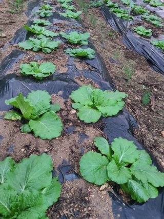 (천지산)님의 고추 · 영농일지 작성글 사진