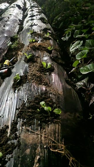 화순초보농군님의 기타작물 · 영농일지 작성글 사진