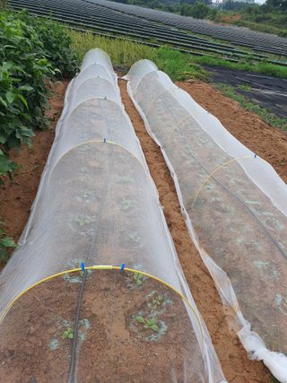 전주이상권님의 기타작물 · 영농일지 작성글 사진