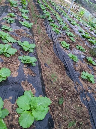 (천지산)님의 고추 · 영농일지 작성글 사진