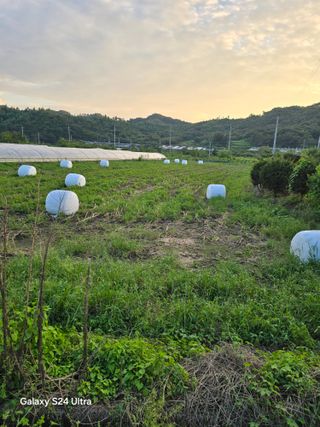 슈퍼땅콘님의 기타작물 · 영농일지 작성글 사진
