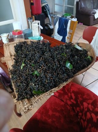 임병훈님의 기타작물 · 영농일지 작성글 사진