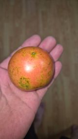 팜모닝 기타작물·영농일지 게시글 이미지