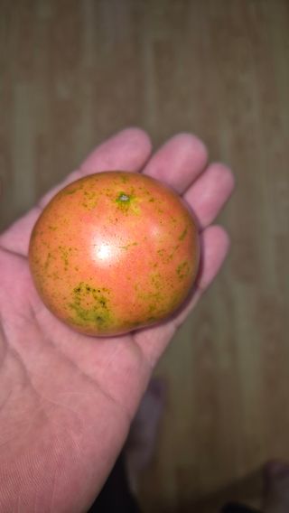 망치님의 기타작물 · 영농일지 작성글 사진