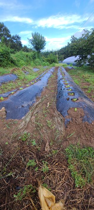 조희경님의 배추 · 영농일지 작성글 사진