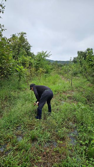 정규환님의 감 · 영농일지 작성글 사진